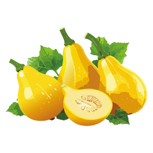 Illustration of Lemon Summer Squash yellow pears with green leaves on a white background