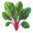 Illustration of Magenta Sunset Swiss Chard with green leaves and red stems on a white background