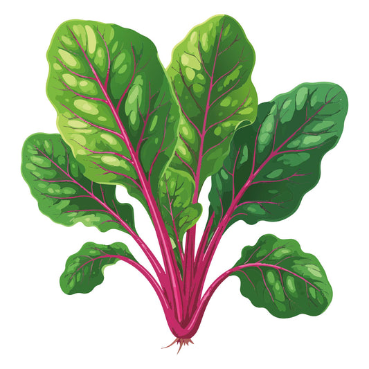 Illustration of Magenta Sunset Swiss Chard with green leaves and red stems on a white background