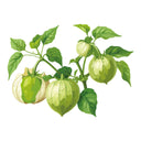 Illustration of grande rio verde tomatillos on a white background