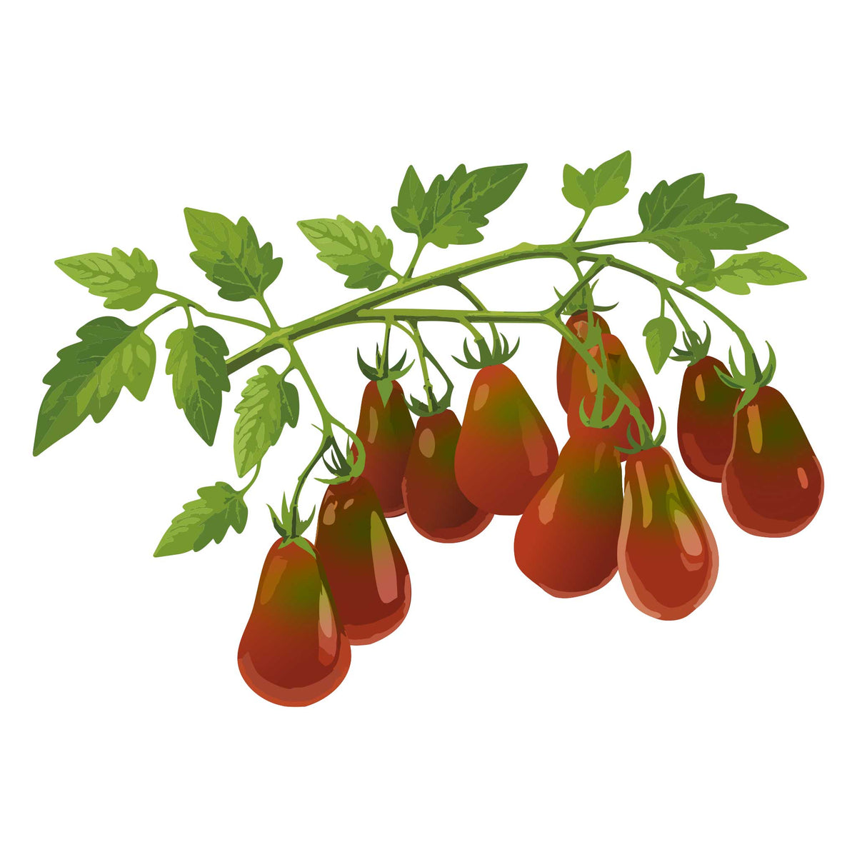 Illustration of Chocolate Pear Pole Cherry Tomato on a branch with green leaves on a white background
