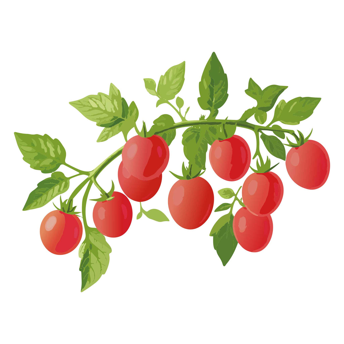 Illustration of red Gum Drop Pink Pole Cherry Tomato on a green vine with leaves against a white background