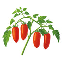 Illustration of tomato jersey devil red peppers on a green stem with leaves against a white background