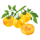 Illustration of yellow Striped German Pole Tomato on a branch with leaves on a white background