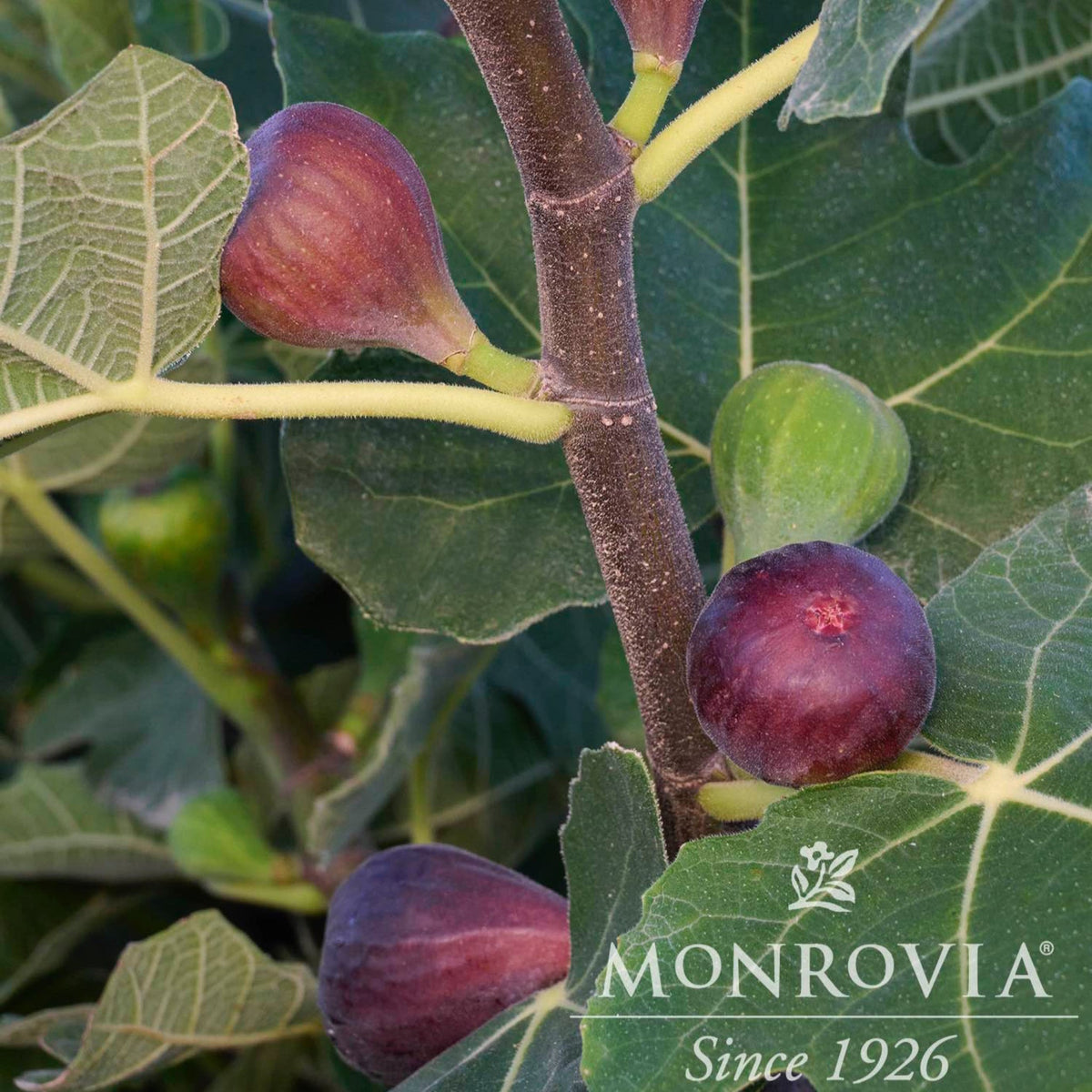 Ripe dark purple figs and unripe green figs growing on leafy branches of a Chicago Hardy Fig Tree with a Monrovia logo overlay.