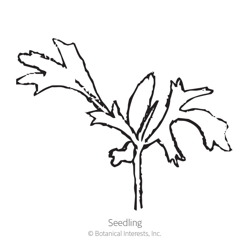Line drawing of a young lace flower seedling with deeply lobed, jagged leaves on a central stem, illustrating its early growth stage, labelled "Seedling".