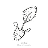 Line drawing of a young seedling with two split cotyledon leaves and one bristly, toothed true leaf, labelled 