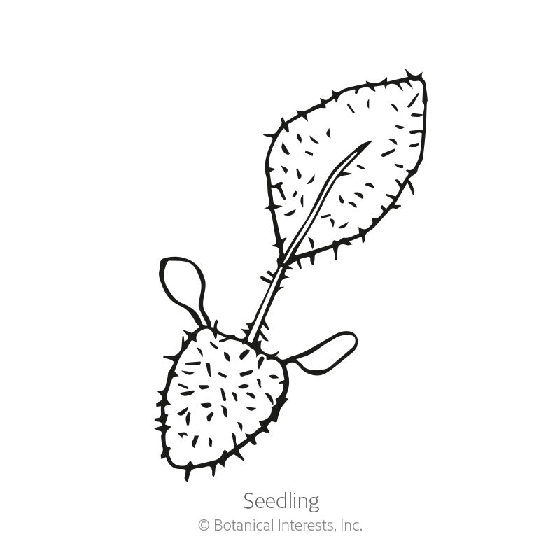 Line drawing of a young seedling with two split cotyledon leaves and one bristly, toothed true leaf, labelled 