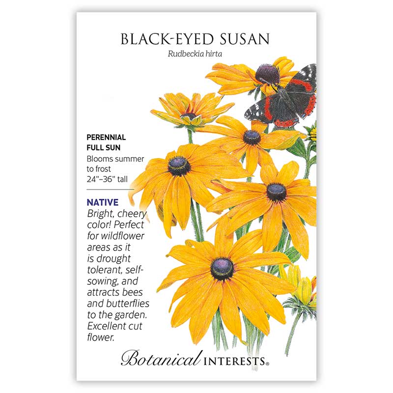 Botanical Interests Black-Eyed Susan seed packet illustrating vivid orange-yellow Rudbeckia hirta blooms with dark centers and a red admiral butterfly, with text noting it's a native, drought-tolerant perennial for full sun, blooming summer to frost at 24