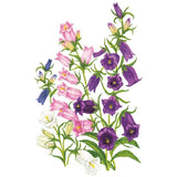 Botanical illustration of Canterbury bells showing tall stems with bell-shaped blooms in pink, deep purple, blue, and white, each flower's ruffled petals and yellow stamens visible against green foliage on a white background.