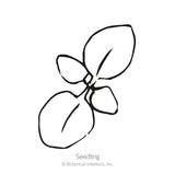 Simple black-and-white line drawing of a young seedling with two rounded cotyledon leaves and a smaller emerging leaf pair, labeled 