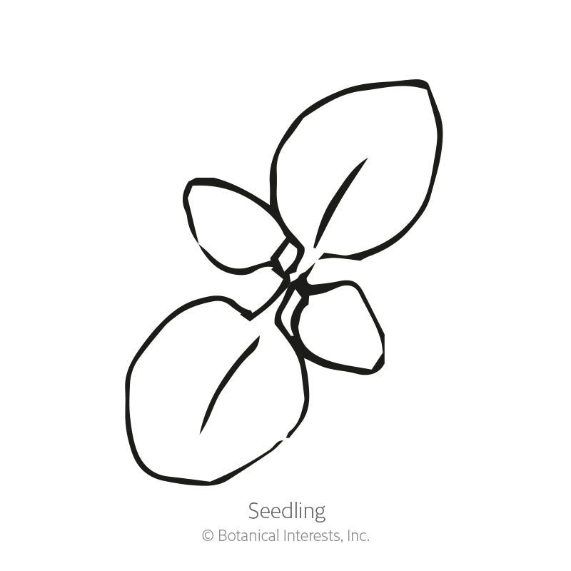 Simple black-and-white line drawing of a young seedling with two rounded cotyledon leaves and a smaller emerging leaf pair, labeled 
