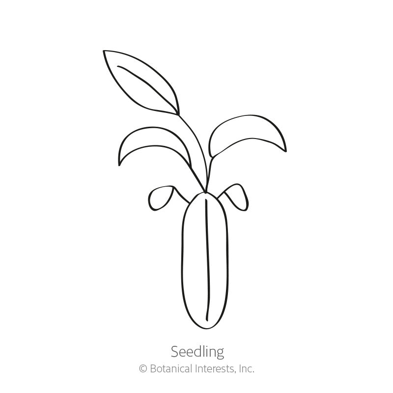 Line drawing of a young seedling with an elongated seed casing at its base and four narrow, curved leaves branching upward, labelled 