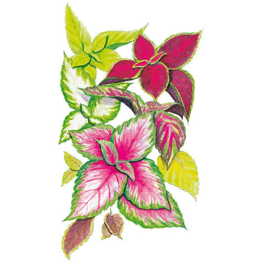 Illustrated coleus leaf cluster in mixed colours, showing lime-green, deep burgundy, pink-and-white, and yellow variegated leaf shapes with serrated edges, against a plain white background.
