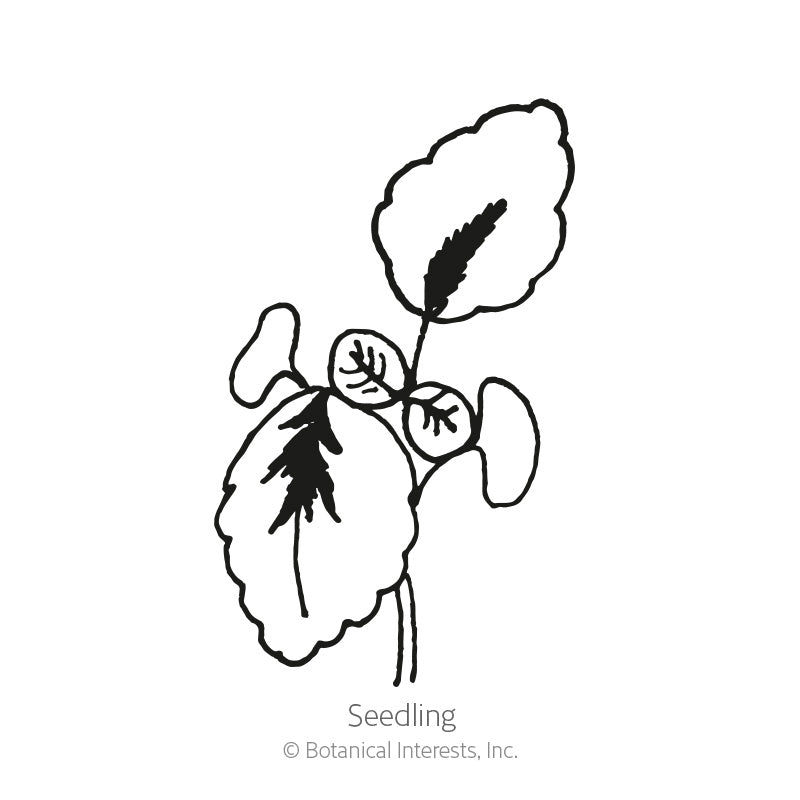 Black and white line drawing of a coleus seedling, showing rounded scalloped-edged cotyledons and true leaves with visible central veins, labeled "Seedling" beneath.