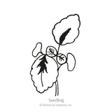 Black and white line drawing of a coleus seedling, showing rounded scalloped-edged cotyledons and true leaves with visible central veins, labeled 