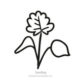 Simple black-and-white line icon of a seedling with a lobed leaf and rounded cotyledon on a single stem, labeled 
