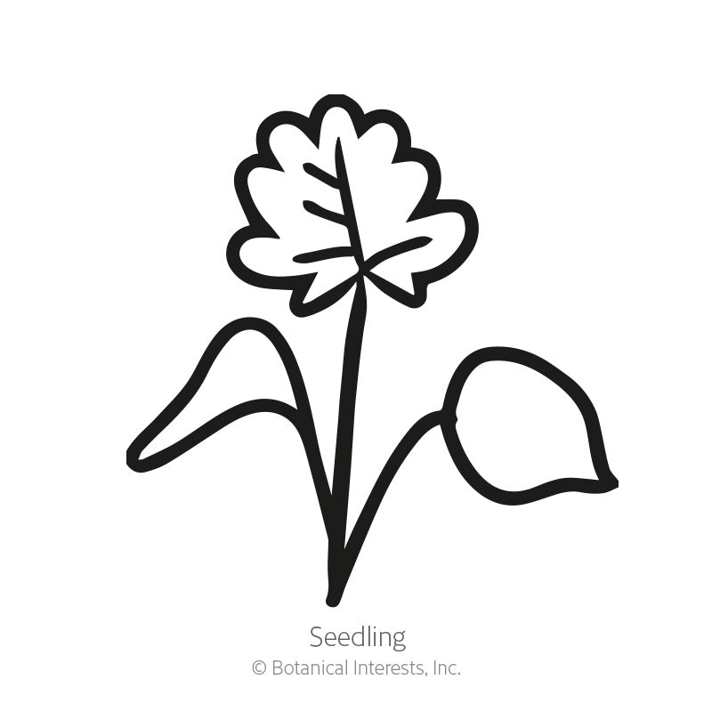 Simple black-and-white line icon of a seedling with a lobed leaf and rounded cotyledon on a single stem, labeled 