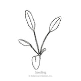 Line drawing of a young coreopsis seedling with four narrow, elongated leaves branching from a slender stem, labeled 