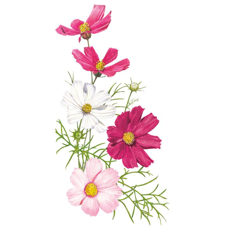 Botanical illustration of vibrant pink, rose, and crimson cosmos flowers on delicate green stems for Sensation Blend Cosmos Seeds.