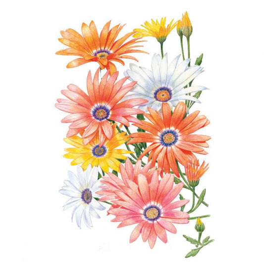 Botanical illustration of Cape Marigold African daisy blooms in a mixed cluster of orange, salmon-pink, white, and yellow daisy-like flowers with dark purple centres and slender green stems, set against a plain white background.