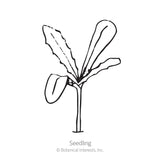 Line drawing of a young Cape Marigold seedling on a single stem, showing one rounded cotyledon leaf and several longer, wavy-edged true leaves, labeled 