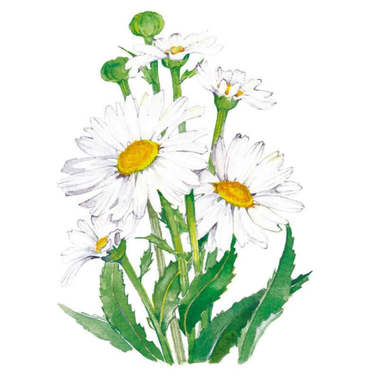 Watercolour illustration of Alaska Shasta daisies showing several white, yellow-centred blooms in full flower alongside unopened green buds, with jagged-edged leaves and stems, set against a plain white background.