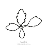 Simple black-and-white line drawing of a young seedling with two smooth oval cotyledon leaves and a jagged-edged true leaf, labeled 