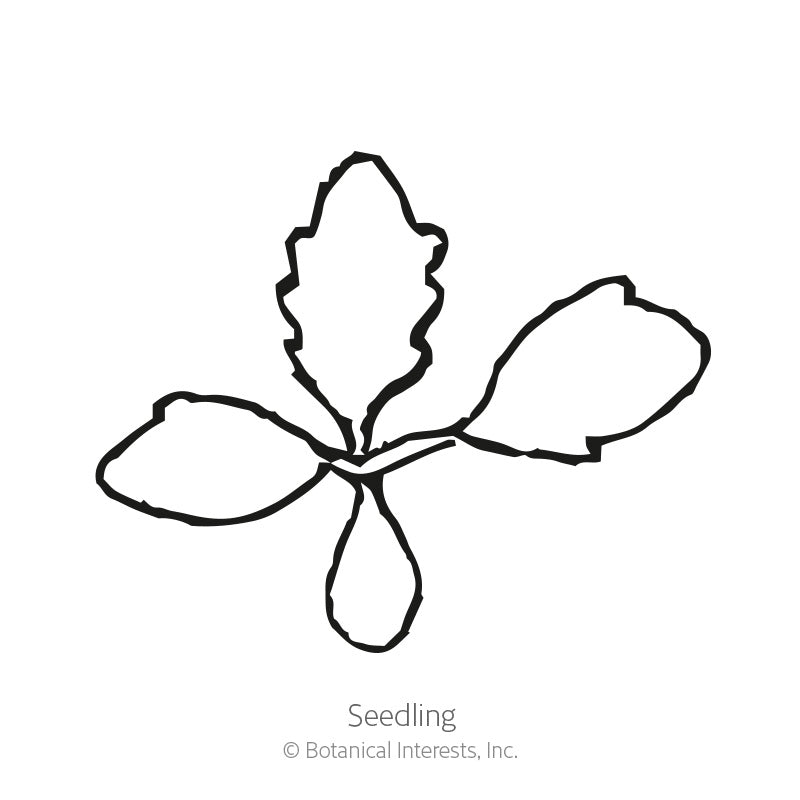 Simple black-and-white line drawing of a young seedling with two smooth oval cotyledon leaves and a jagged-edged true leaf, labeled 