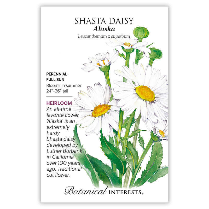 Seed packet for Alaska Shasta Daisy featuring a watercolor illustration of white daisies with yellow centers on green stems, alongside text noting it's a full-sun perennial heirloom, blooming 24–36 inches tall in summer.