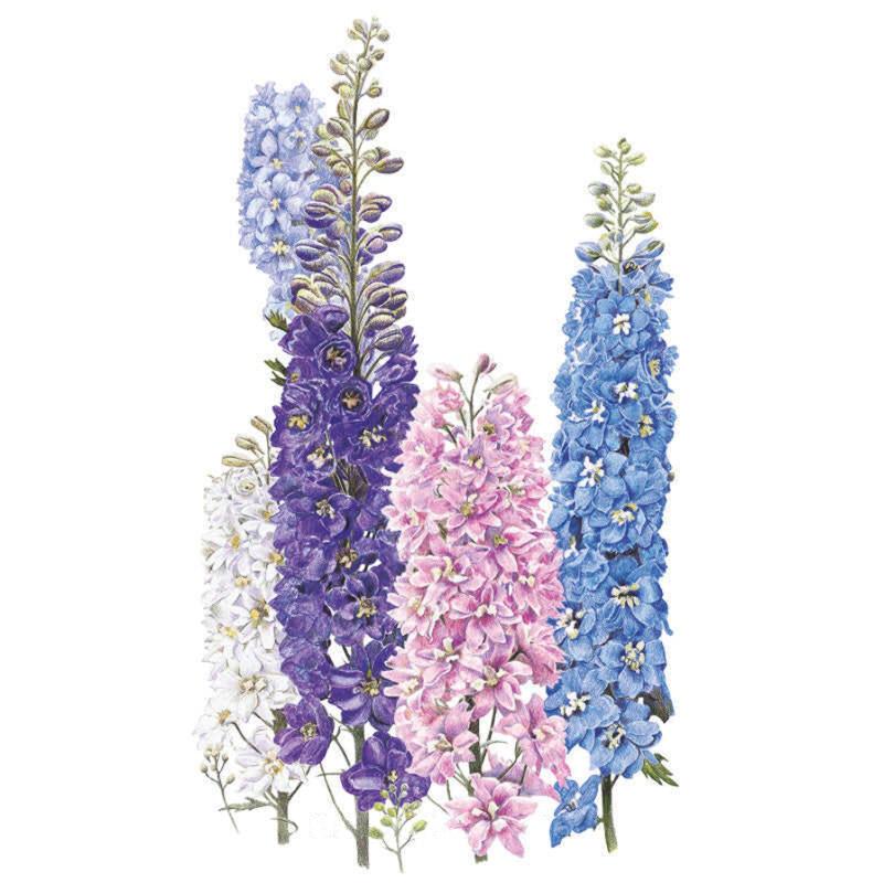 Botanical illustration of tall Pacific Giants delphinium spikes densely packed with double florets in white, lavender, deep purple, pink and blue, shown side by side on a plain white background.