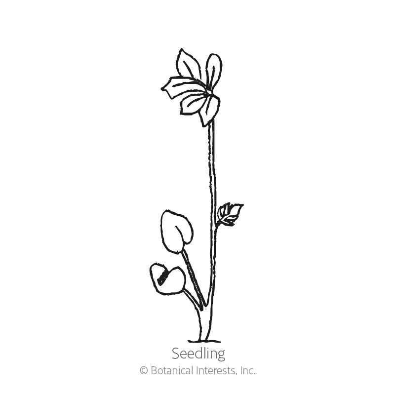 Line drawing labeled 