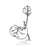 Line drawing of a young seedling with one large, rounded seed leaf still attached below, a slender stem, and a small emerging leaf, labeled 