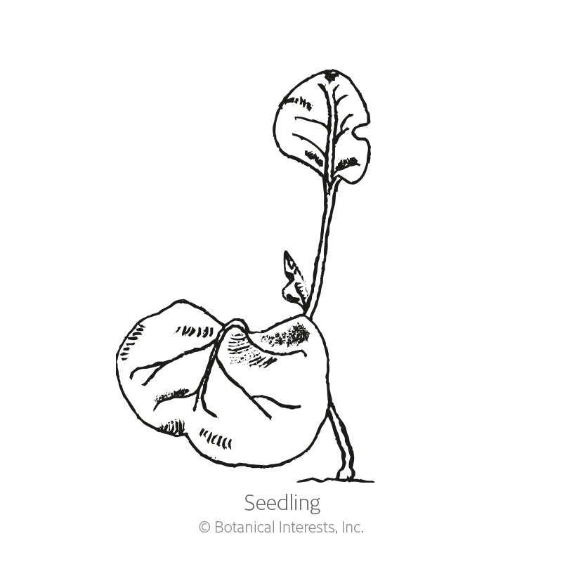 Line drawing of a young seedling with one large, rounded seed leaf still attached below, a slender stem, and a small emerging leaf, labeled 