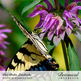 A yellow and black swallowtail butterfly feeds on the shaggy pink-purple tubular blooms of a Lambada bee balm plant, with text below crediting the photo and the Botanical Interests brand.