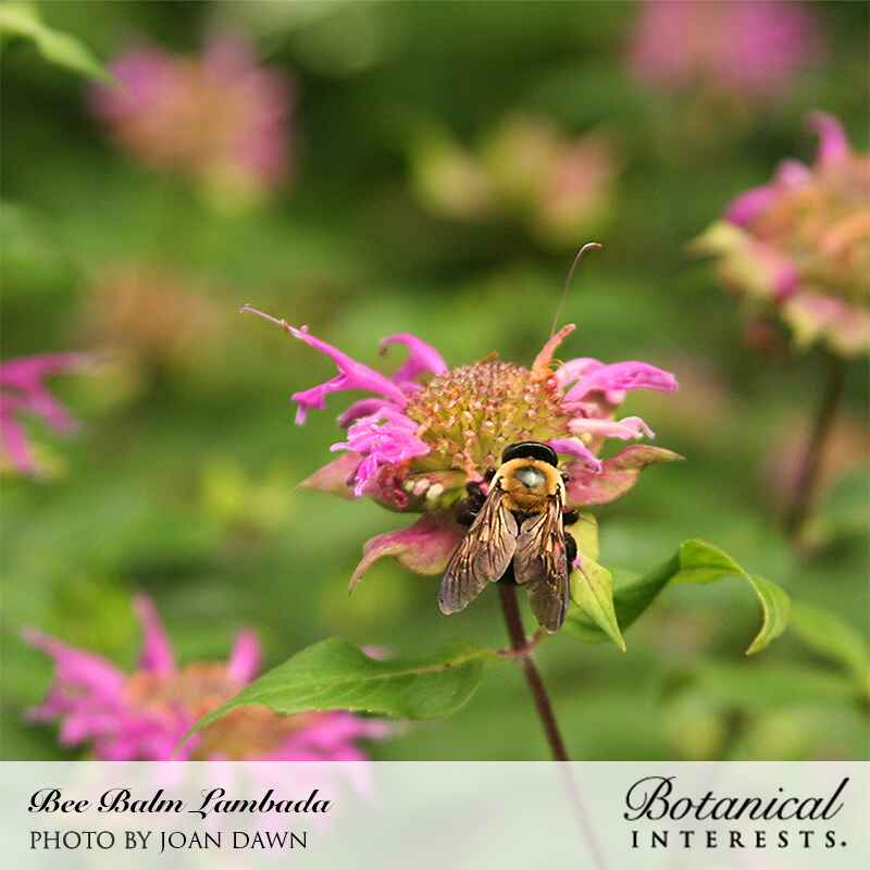 A fuzzy bumblebee with pollen-dusted legs clings to a spidery pink Lambada bee balm bloom, its dome-shaped seed head visible amid ragged tubular petals, with more blossoms blurred in the green background.