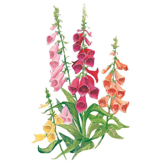 Botanical illustration of Gloxiniiflora Blend foxglove showing tall spikes of bell-shaped flowers in pink, deep red, orange and yellow along upright stems with broad green basal leaves, set against a plain white background.