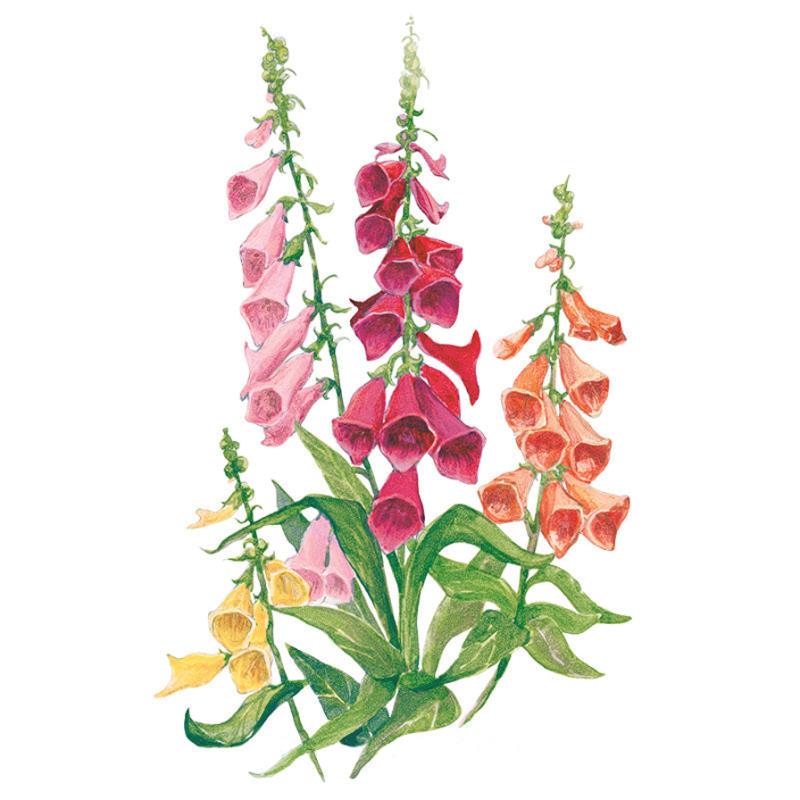 Botanical illustration of Gloxiniiflora Blend foxglove showing tall spikes of bell-shaped flowers in pink, deep red, orange and yellow along upright stems with broad green basal leaves, set against a plain white background.