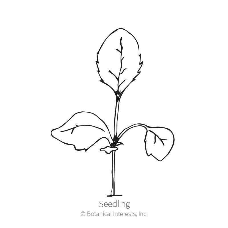Line drawing of a foxglove seedling with two rounded oval cotyledons at the base and one larger, serrated true leaf rising above them on a slender stem, labeled "Seedling."