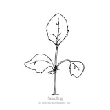 Line drawing of a foxglove seedling with two rounded oval cotyledons at the base and one larger, serrated true leaf rising above them on a slender stem, labeled 