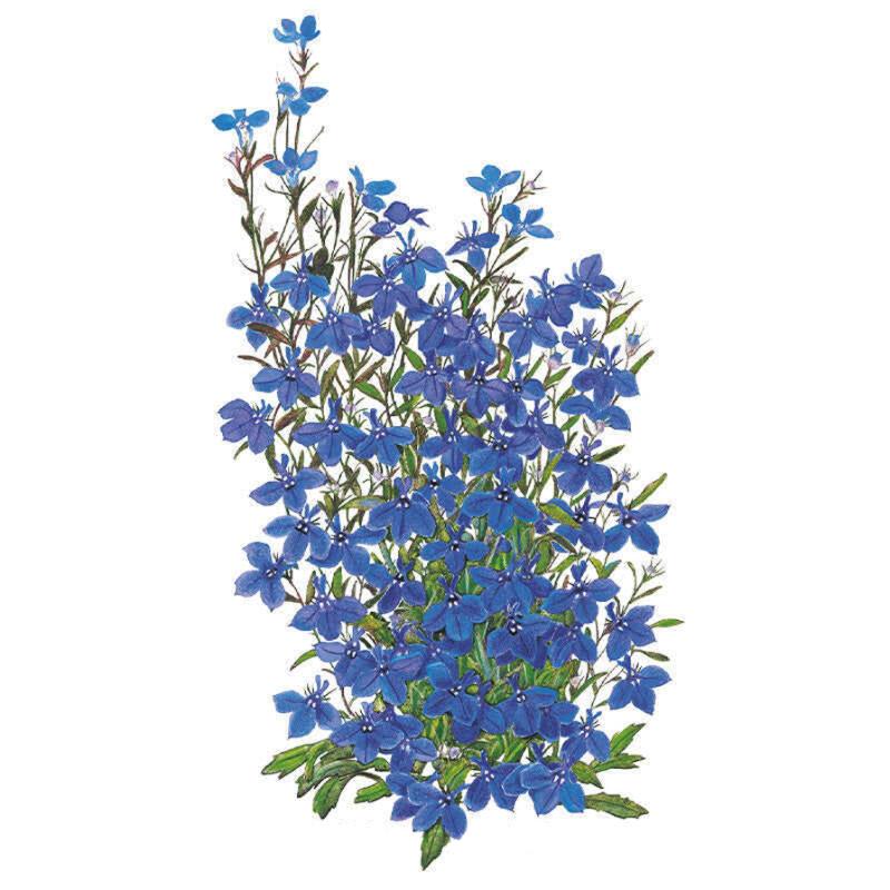 Illustration of Crystal Palace lobelia showing a mounded cluster of small five-petaled deep blue flowers with white centers on slender branching stems with narrow green leaves, set against a white background.
