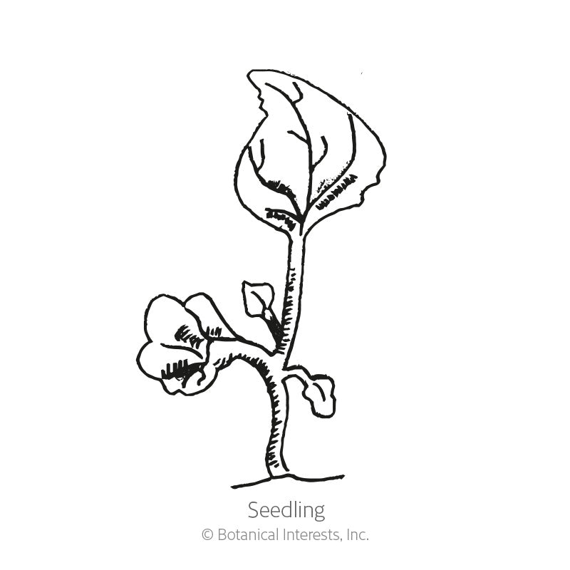 Line drawing of a young lobelia seedling with a single large rounded seed leaf atop a slender stem and two small emerging true leaves below, labeled "Seedling."