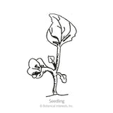 Line drawing of a young lobelia seedling with a single large rounded seed leaf atop a slender stem and two small emerging true leaves below, labeled 