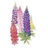 Illustration of Russell Blend lupine flowers showing tall spiky blooms in crimson, purple, pink, blue and yellow rising above palmate green leaves, set against a plain white background.
