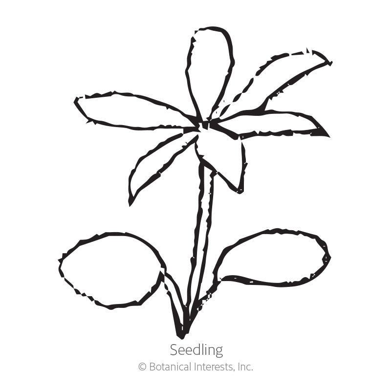 Black and white line drawing of a lupine seedling, showing two rounded lower leaves and a cluster of narrow pointed upper leaves atop a central stem, labeled "Seedling".