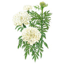 Botanical illustration of Kilimanjaro White African Marigold showing three fully double, creamy-white pompon blooms and one unopened green bud on a stem with finely divided, feathery green foliage.