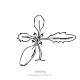Line drawing labeled 