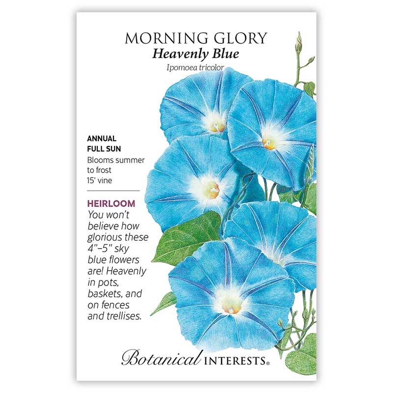 Seed packet for Heavenly Blue Morning Glory illustrating trumpet-shaped sky-blue flowers with white throats on a trailing vine, with printed text noting it's an heirloom annual for full sun, blooming summer to frost on a 15-foot vine.