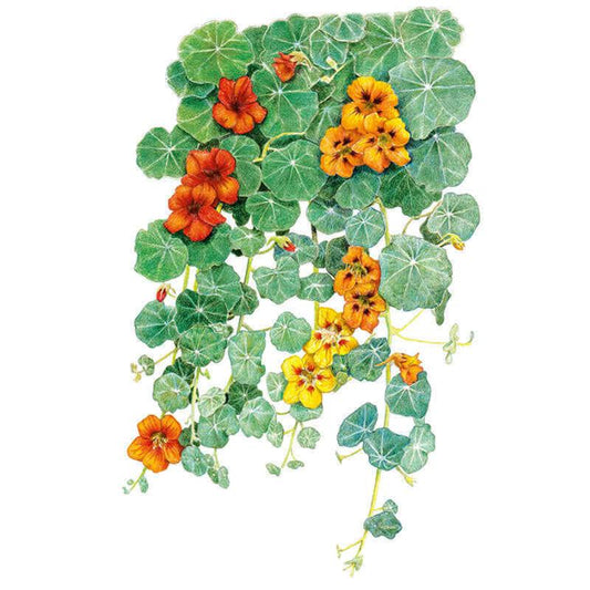 Botanical illustration of trailing nasturtium, showing round scalloped green leaves cascading with funnel-shaped orange and red-yellow flowers, plus a few trailing buds and tendrils, against a plain white background.