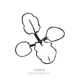 Line drawing of a young seedling with four rounded leaves radiating from a central stem, illustrating the early growth stage, labeled 
